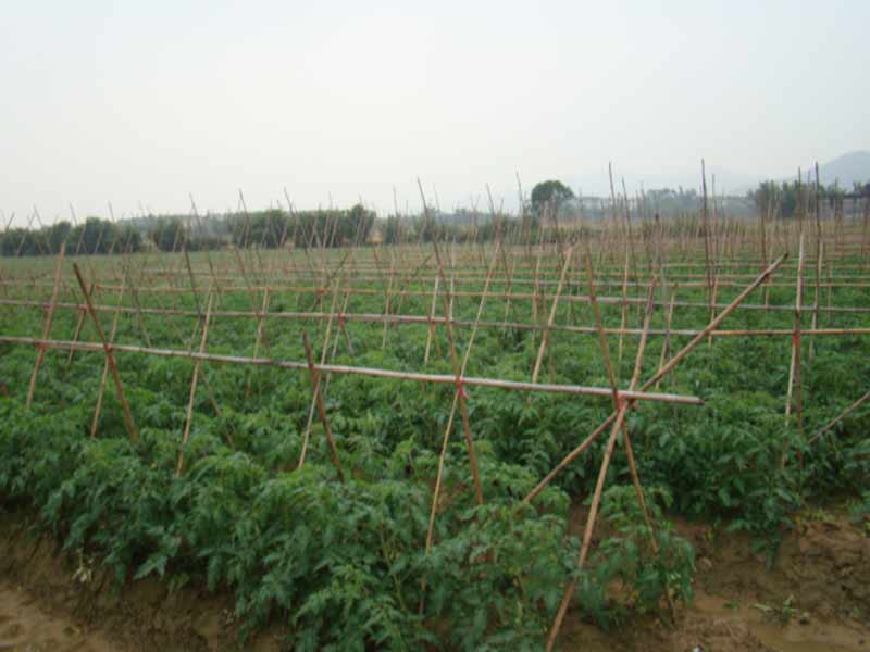 番茄种植区